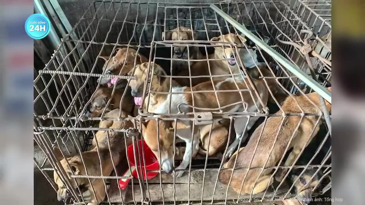 Sự thật ám ảnh khủng khiếp khiến chủ quán thịt chó xé bảng hiệu, phải giải nghệ