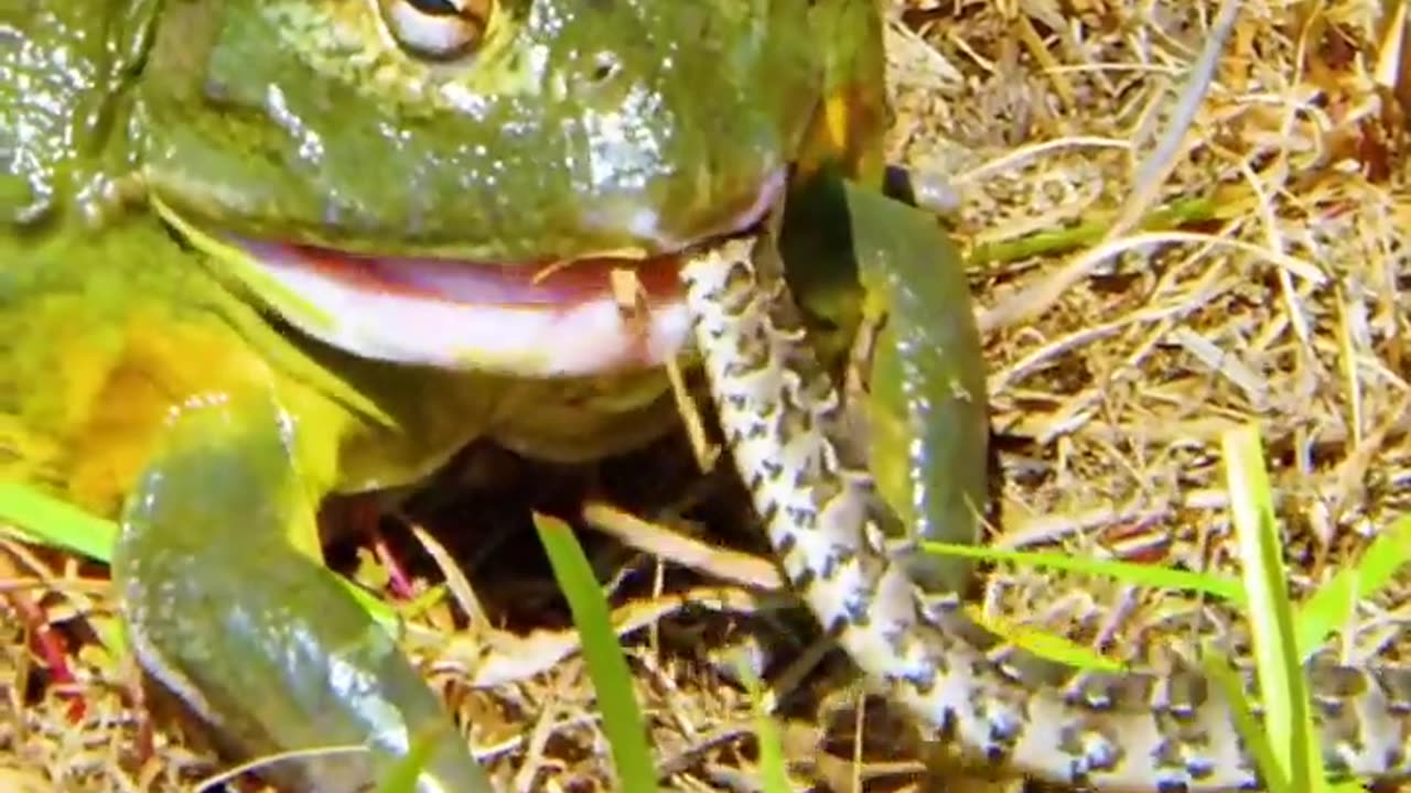 Bullfrog Devouring Prey🍽️🐸👀😯