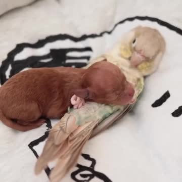 all animals need love !!