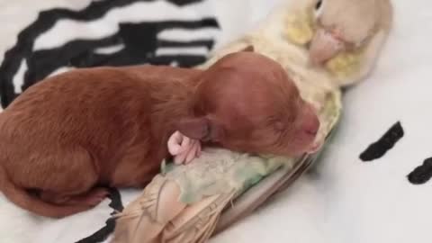 all animals need love !!