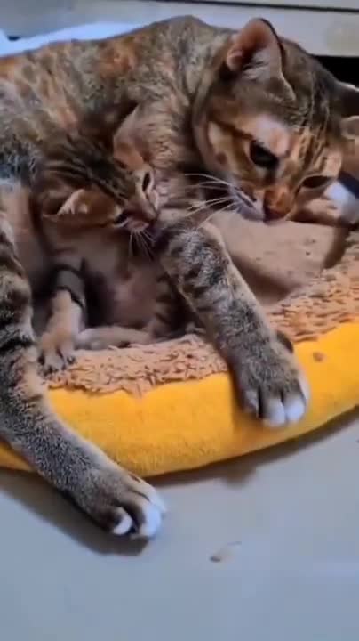 Baby Dogs - Cute and Funny Dog Videos Compilation #3 | Aww Animals