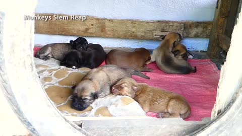 Smart mother dog make her puppies sleep fast