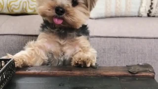 introverted puppy