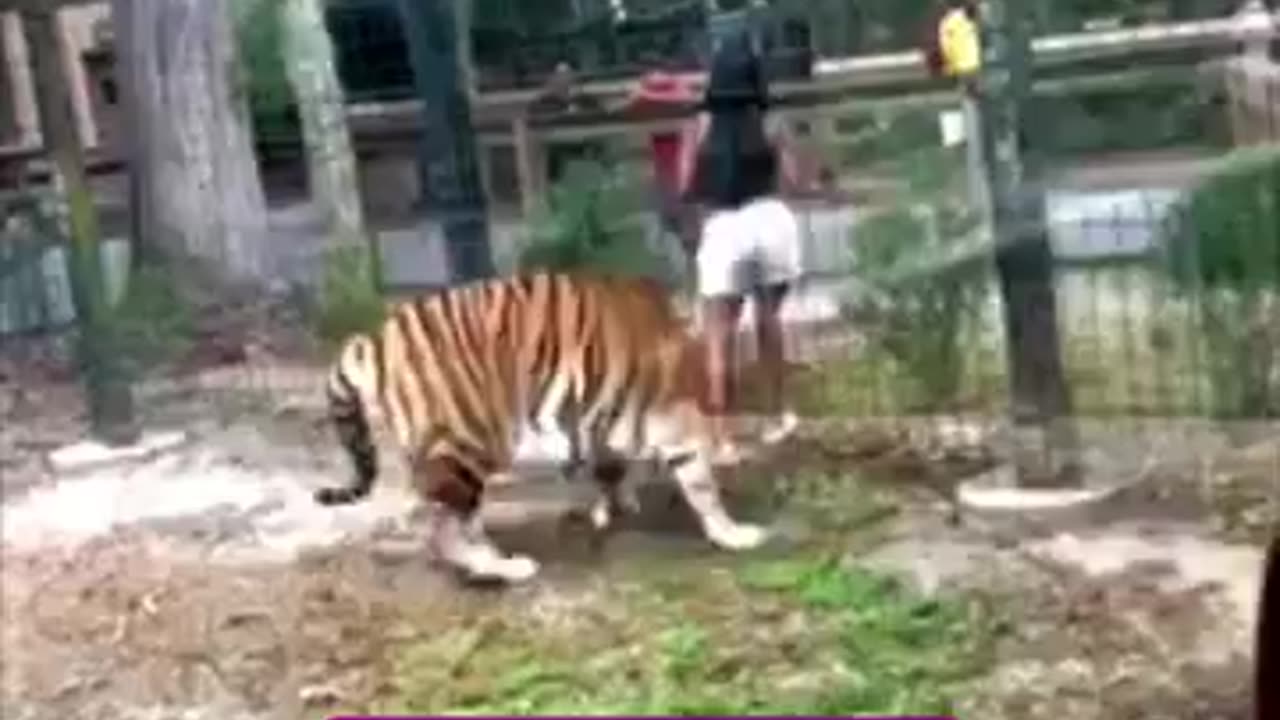 Moment woman nearly had her hand chewed off by tiger after hopping zoo fence into beast's enclosure