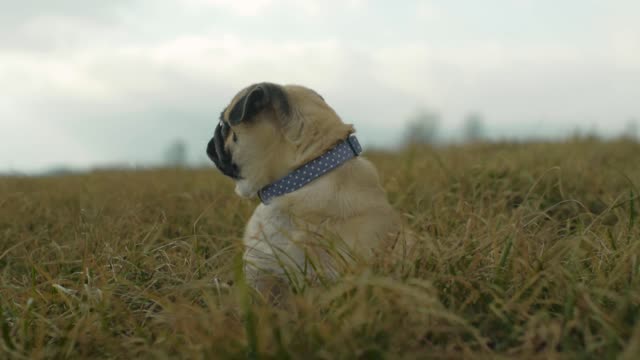 dog meditating