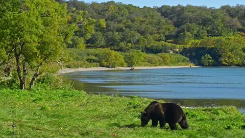 Bear is Dangerous wild animals. Avki Curious large brown