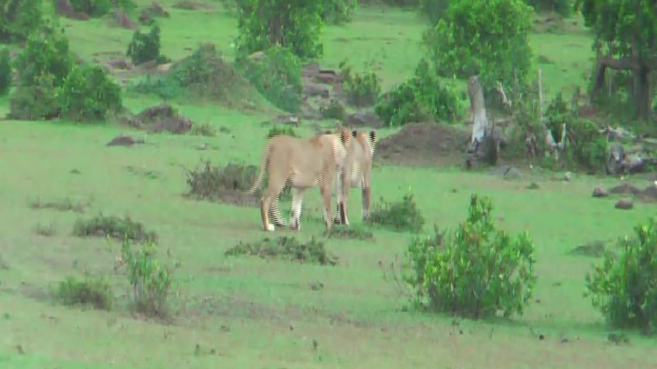 Lions and Vultures and Tracks and more in Maasai Mara