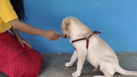 Dog training video