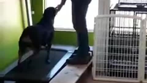 Training your dog running in a treadmill