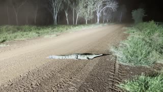 Speedy Crocodile Gallops Into the Grass