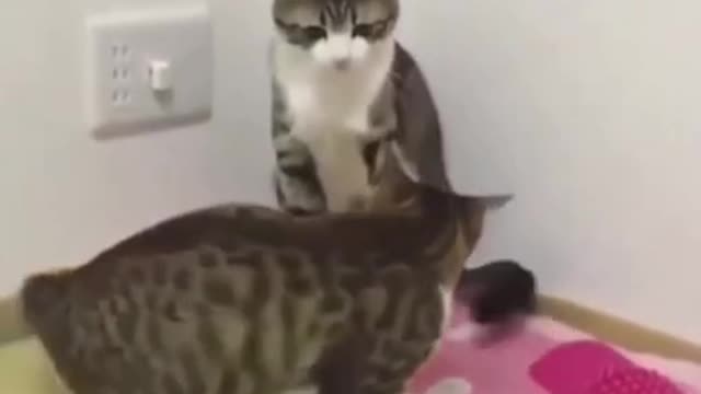 Brothers