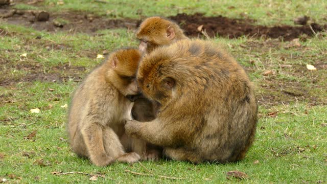 funny Gorilla play with her son