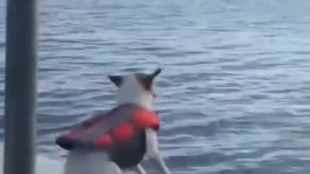 Funny pet moment, really is too funny
