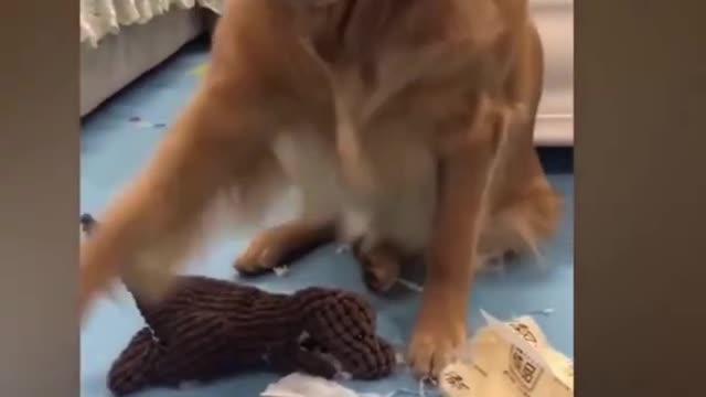 funny cat with dog shorts