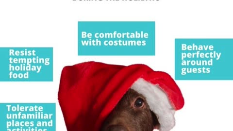 Is Your Pup a Present Pro? Don't Stress These Holiday HO-HO-NOs! ❌ ‍