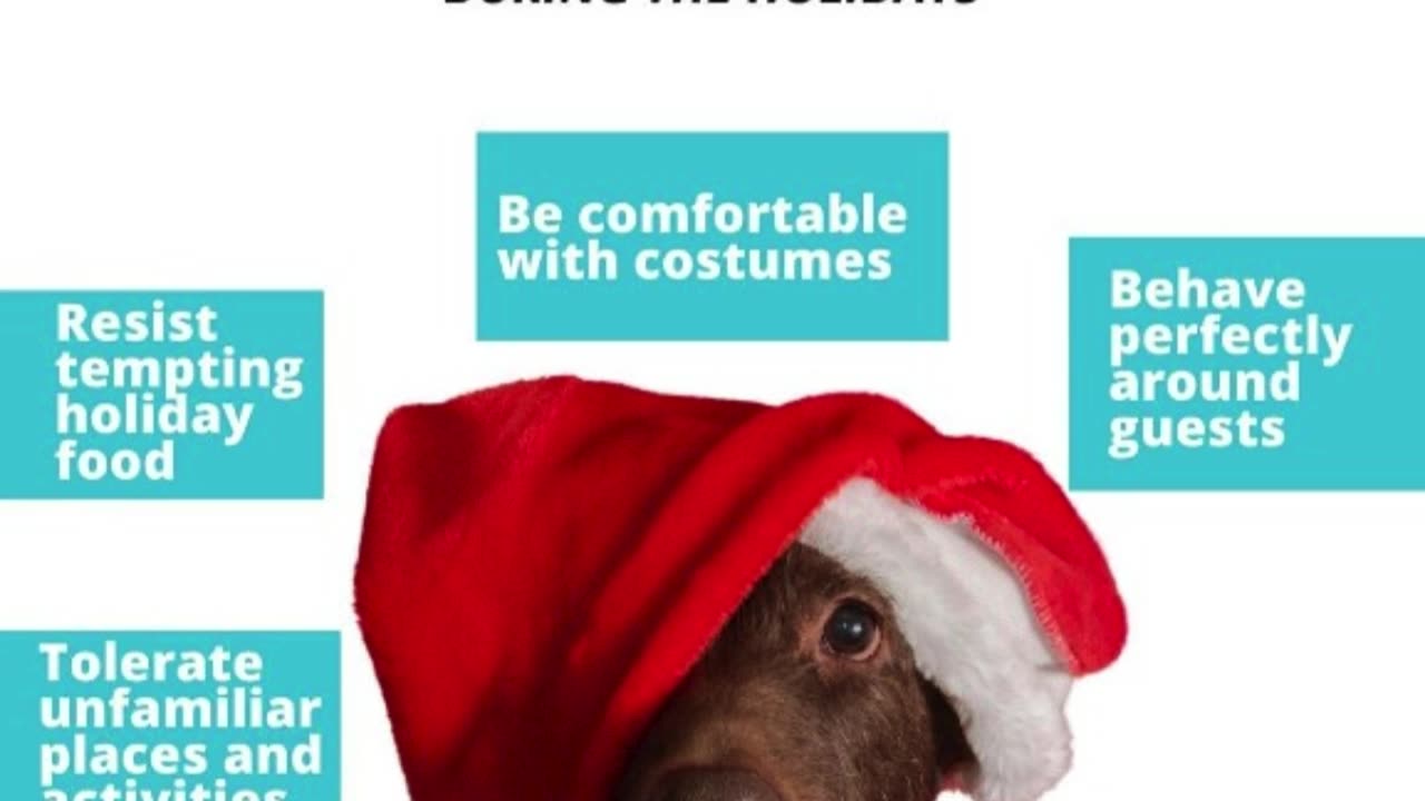 Is Your Pup a Present Pro? Don't Stress These Holiday HO-HO-NOs! ❌ 