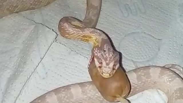 Snake eats a hot dog