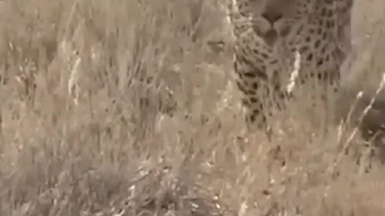 Leopard attack cat, hunter himself became prey, #shorts #shorts