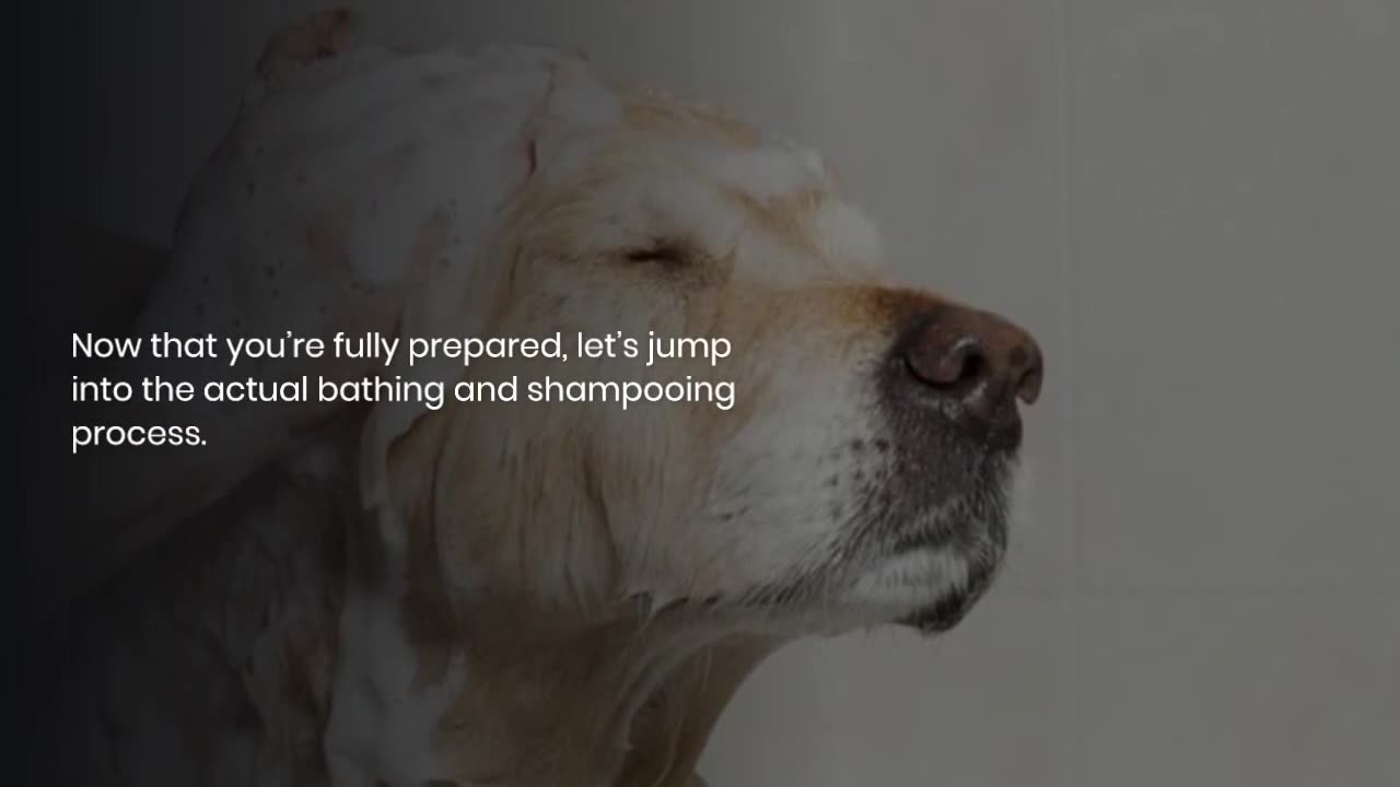 Step-by-Step Guide to Bathing and Shampooing Your Pet