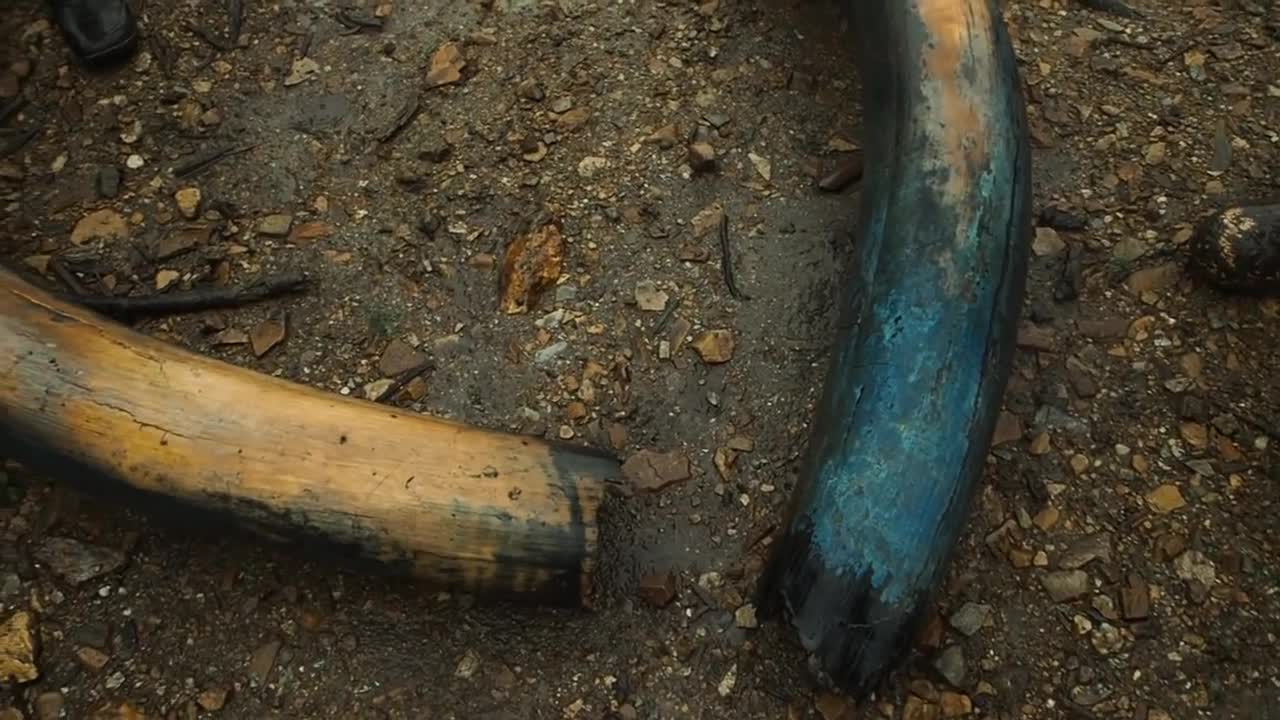 ENTIRE WOOLY MAMMOTH Exposed By flood