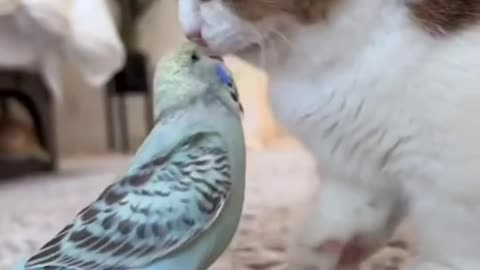 Funny and Cute Cats Videos #263