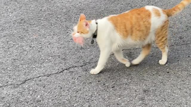 Kleptomaniac Cat Caught Collecting Home Insulation