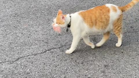 Kleptomaniac Cat Caught Collecting Home Insulation