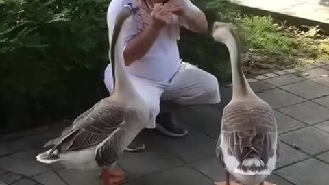 Grandpa's serenade touches the hearts of the geese