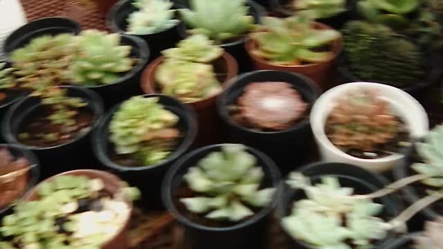 Plantas exoticas