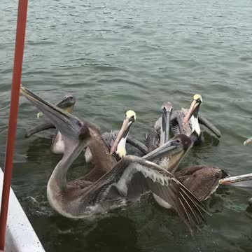 wild pelicans attacked