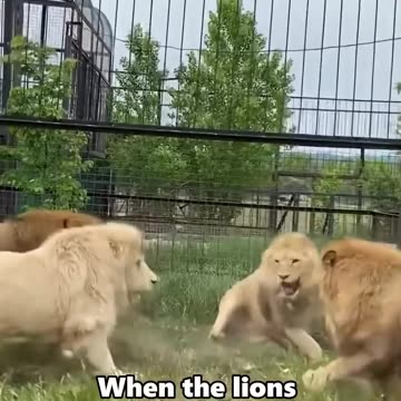 If you go there,don’t use your own slipper😁 #animals #lion