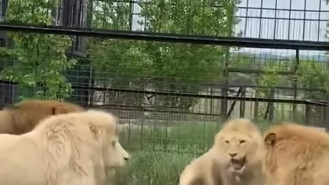 If you go there,don’t use your own slipper😁 #animals #lion