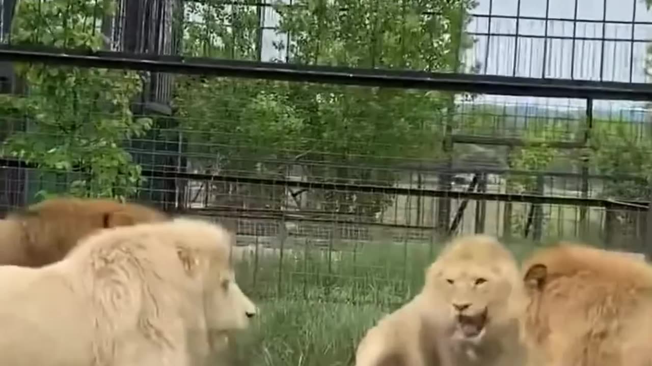 If you go there,don’t use your own slipper😁 #animals #lion