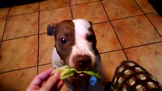 Cami LOVES Lettuce!