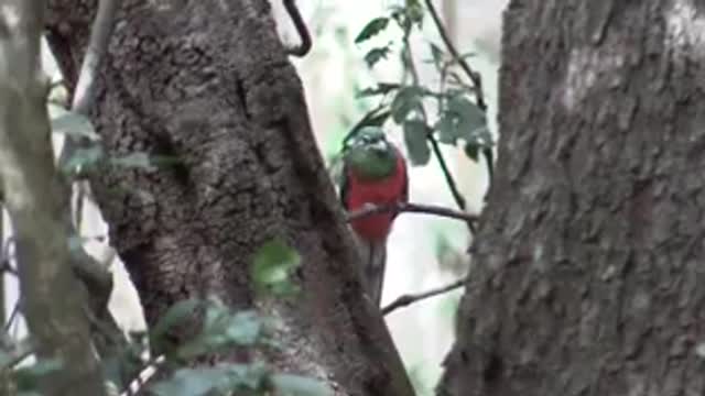 On Most Birders List To See, Is The Stunning Narina Trogan