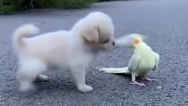 Baby Dog||Cute||parrot||