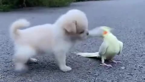 Baby Dog||Cute||parrot||