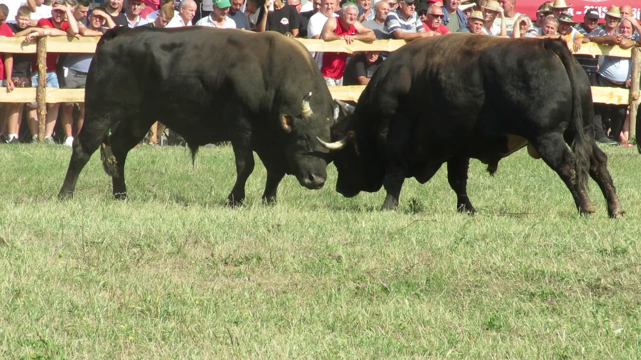 Garo od Koalicija Kurcani vs Runi od Čizmića Kruščica 2024