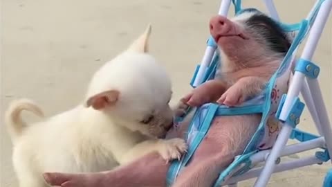 Baby Pig and Baby Dog hanging out