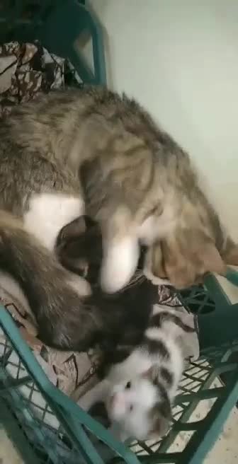 Nanos and basha kittens want to play with mother