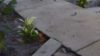 Kitten plays.