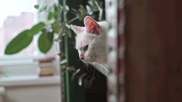 Smart cat and spy
