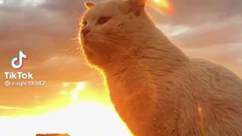 Cute Cat 😻 Enjoying sunset 🌅
