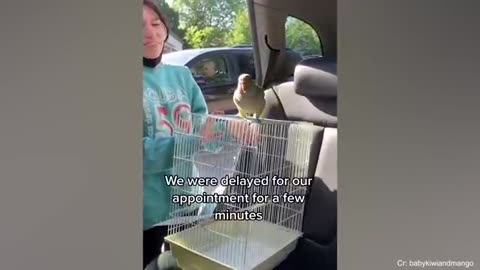 Even the Police dogs turn small at the vet🤣 Funny Pet Video