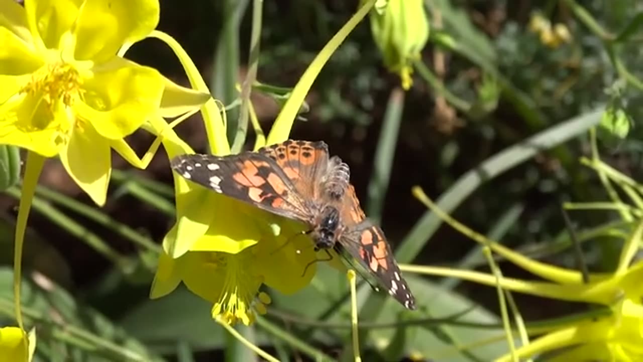 VISIT TO A BUTTERFLY GARDEN !!!!