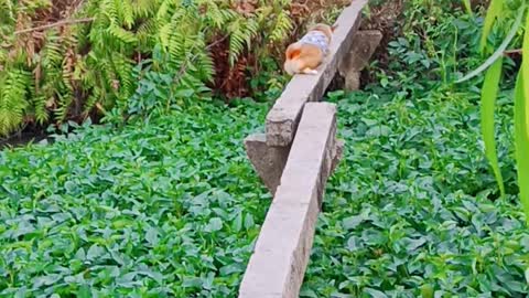 Narrow Bridge Can't Stop Corgi