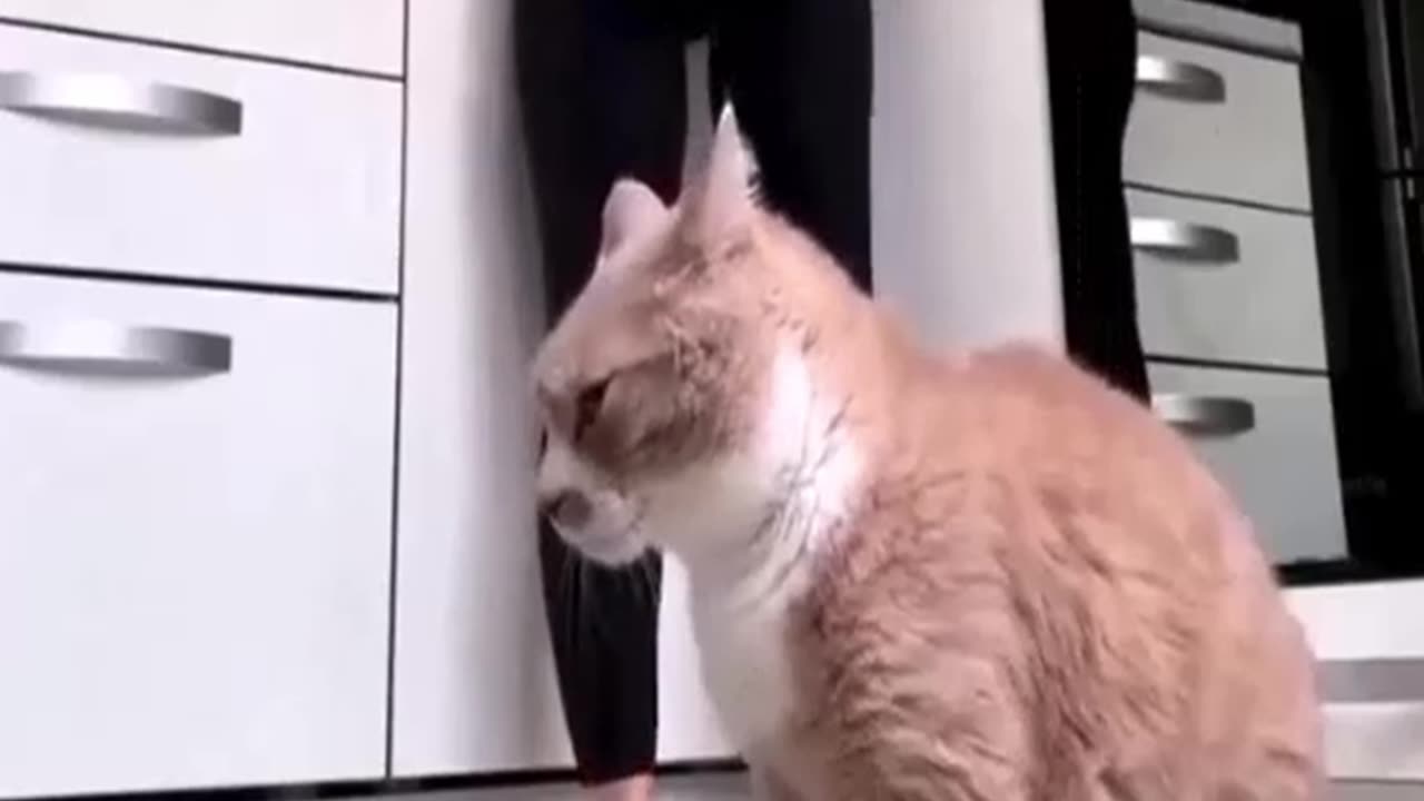 Cat bowl: No body knows. He really gets jiggy with it 20sec in.