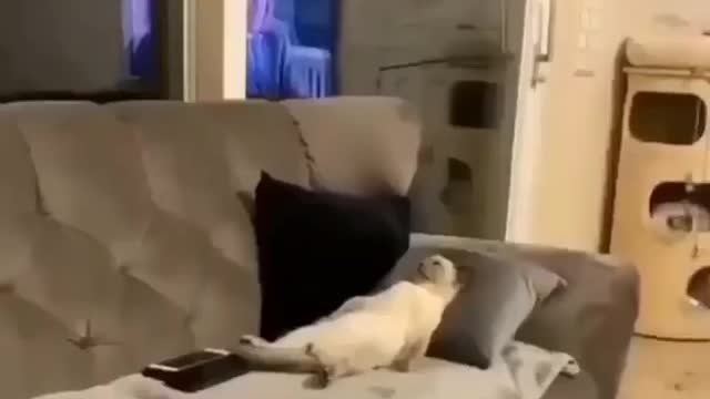 relaxing cats