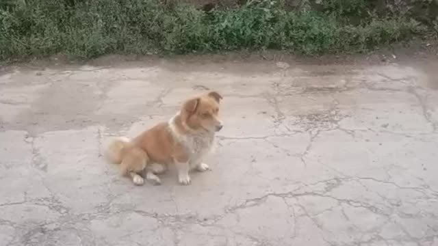 little yellow dog