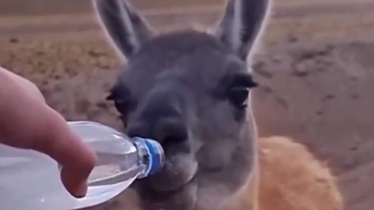 Saving a camel from thirst in the desert